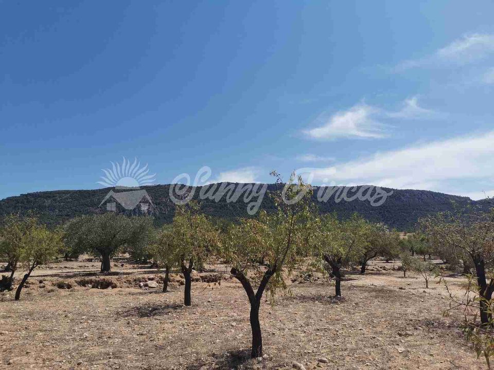 Terra a Biar, Alicante - foto 3